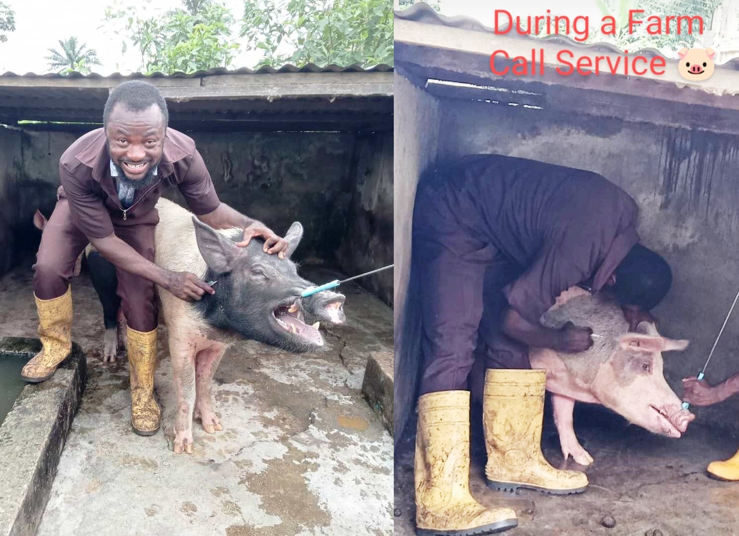 Swine Health Farm Call Service