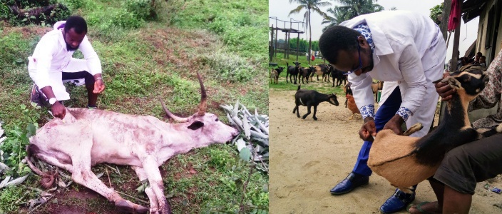 Livestock Care Cattle Goat